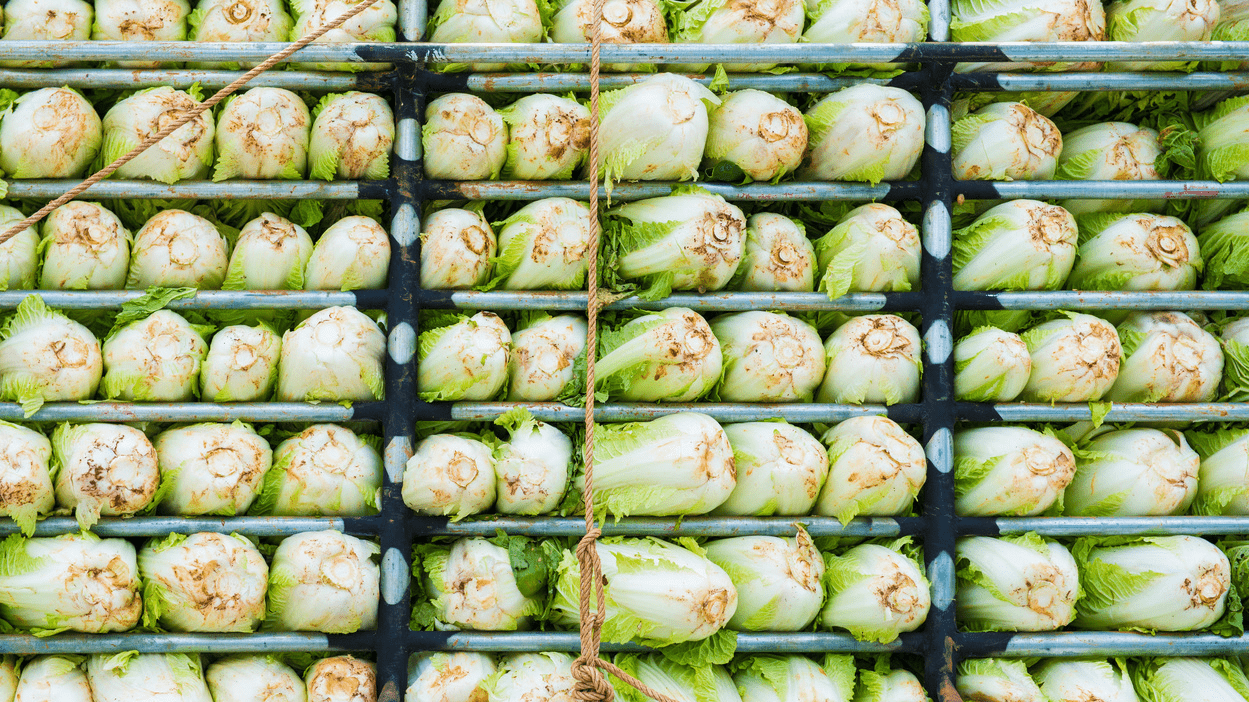 Kålhoder ligger oppå og siden av hverandre på en lastebil.